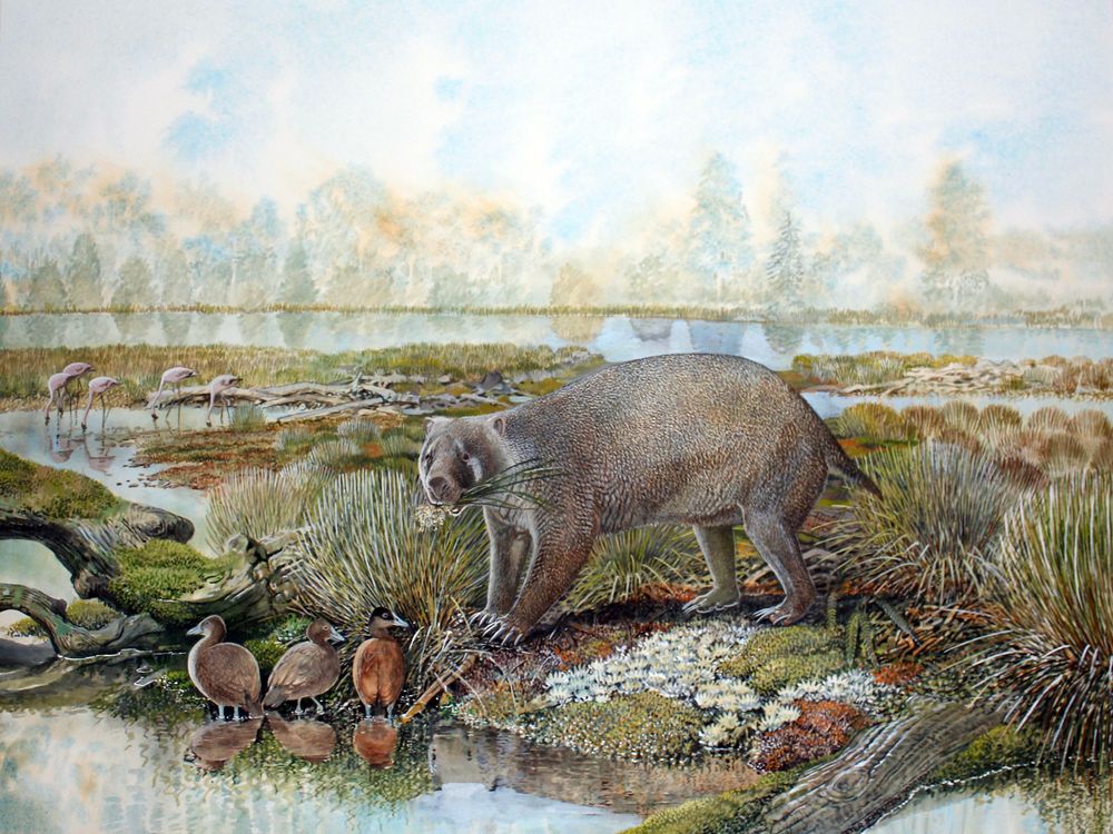 Extinct wombat cousin