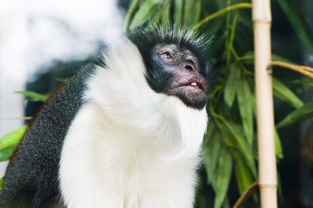 A Diana monkey, perhaps tuning in to the distress calls of  fellow primates. 