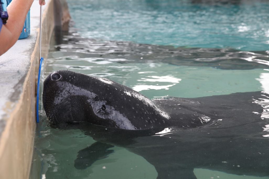 manatee 1.JPG