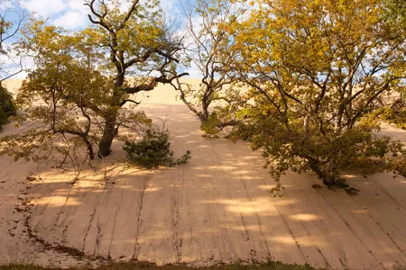 The rapidly moving Mount Baldy dune has consumed everything in its sandy wake, including fungus-ridden black oak trees that are thought to be the source of the mysterious tunnels. 