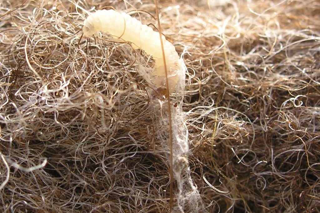 XN_Tineola_bisselliella_0.jpg