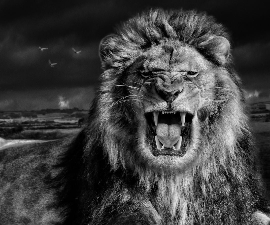 A roaring lion while at a wildlife park | Smithsonian Photo ...