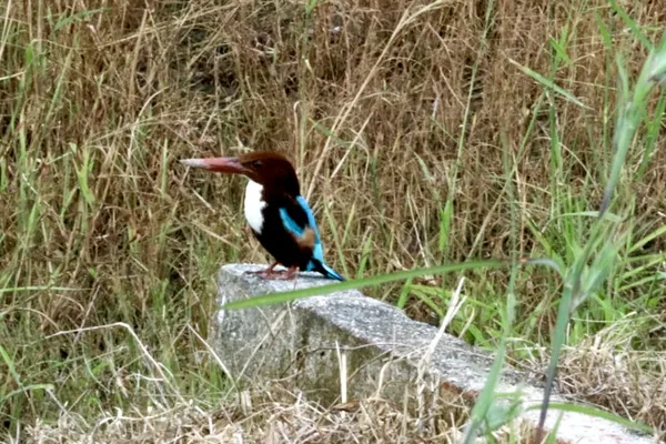 Colors of the Field thumbnail