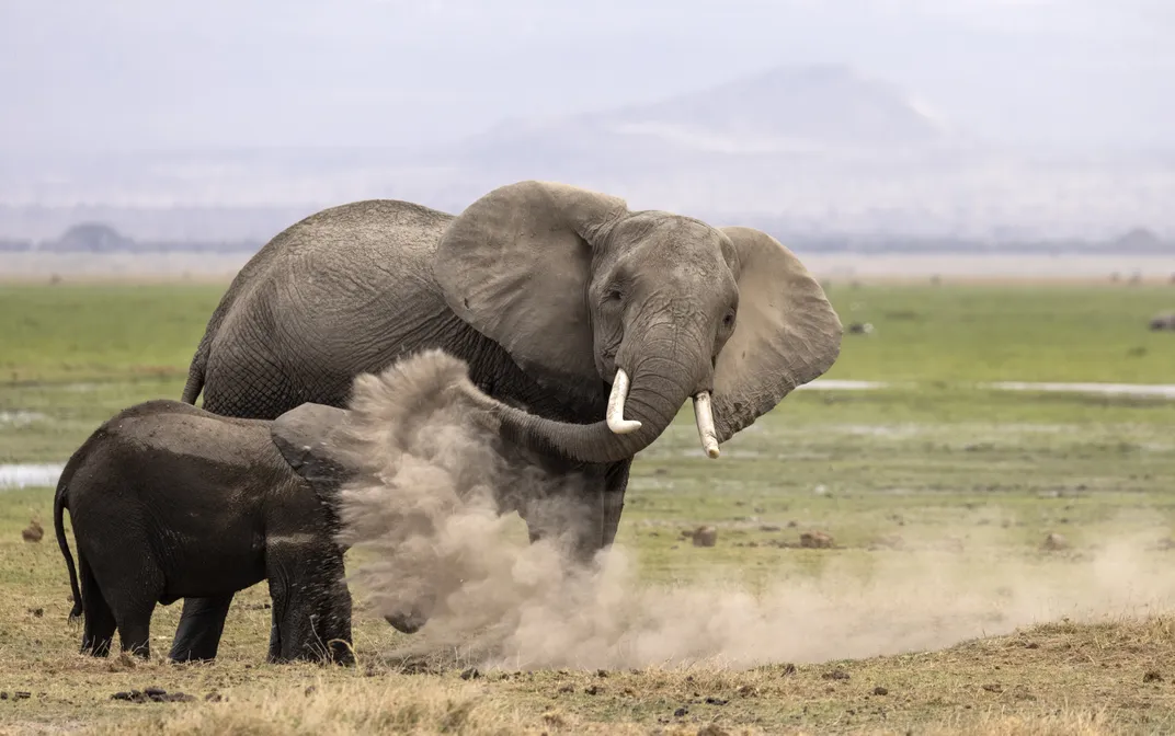 A large elephant tossing dirt at a little one