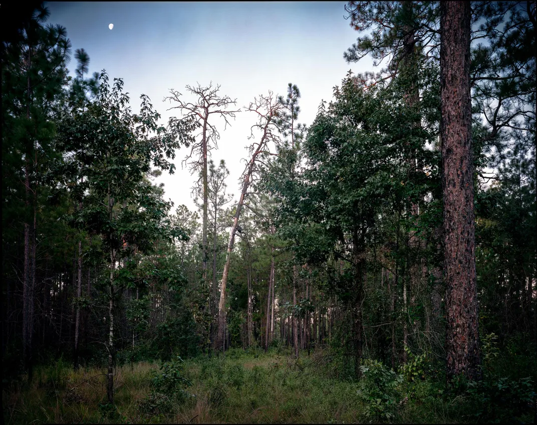 Photos Document the Last Remaining Old-Growth Pine Forests of the American South