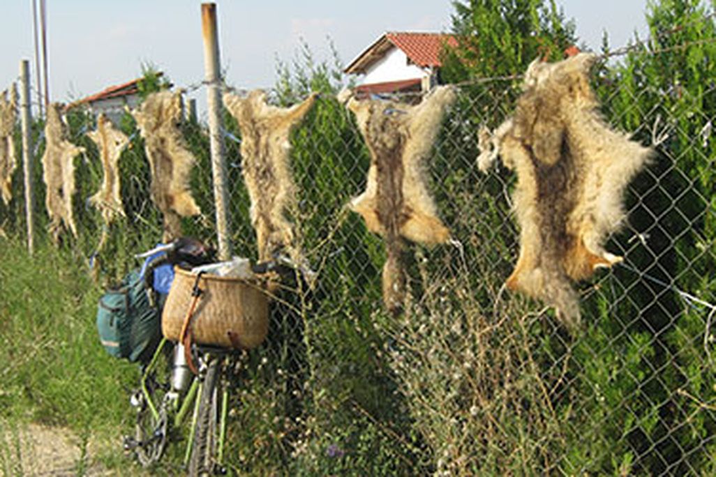 Red foxes get no love in Bulgaria.