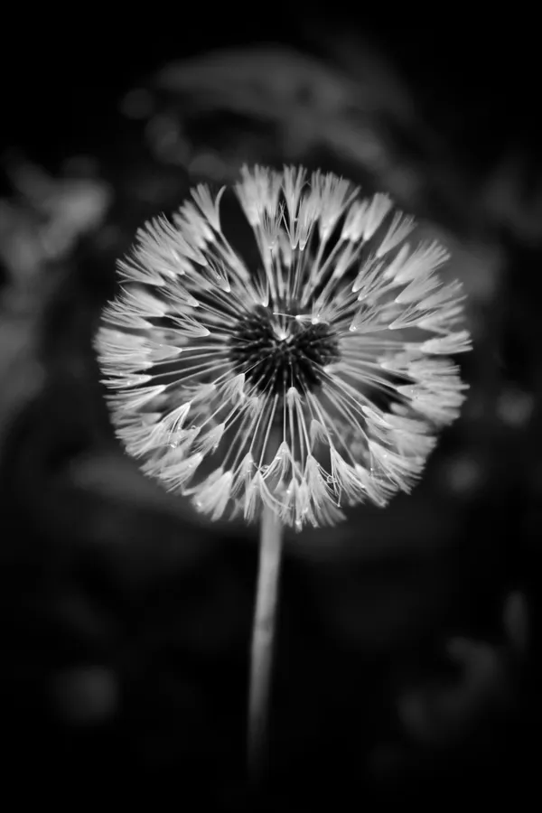 Wishflower 2 thumbnail