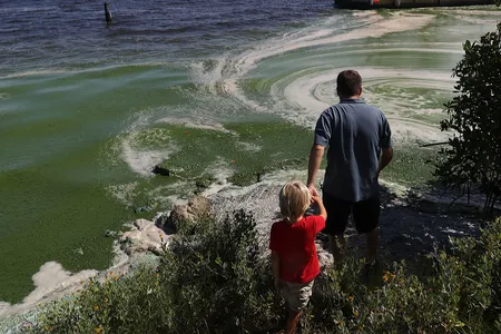 A father shows his son the awful-smelling algae hugging the shoreline of the St. Lucie River during a summer bloom in Stuart, Florida, in 2016. The algae fouled coastal waterways, created angry communities, closed beaches and had an economic impact as tourists and others were driven away by the smell and inability to enjoy the waterways.