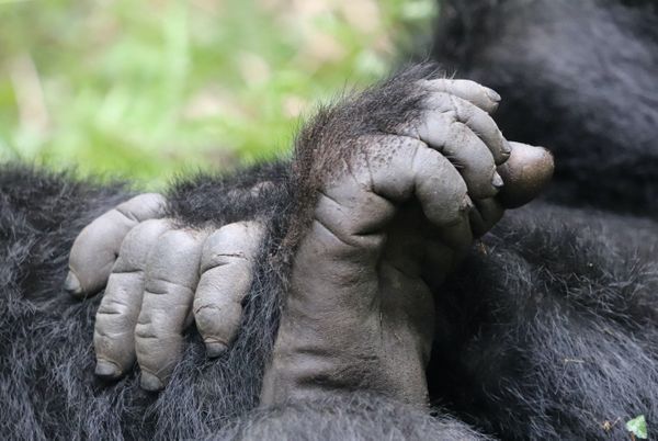 Gorilla hands thumbnail
