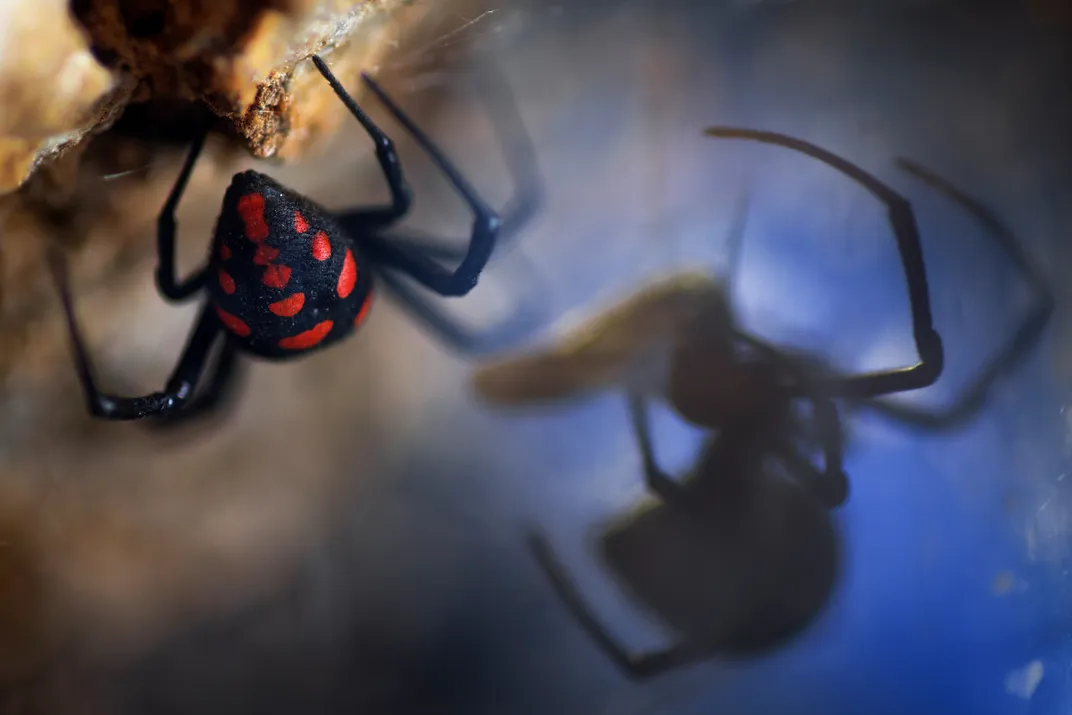 Spider with red spots