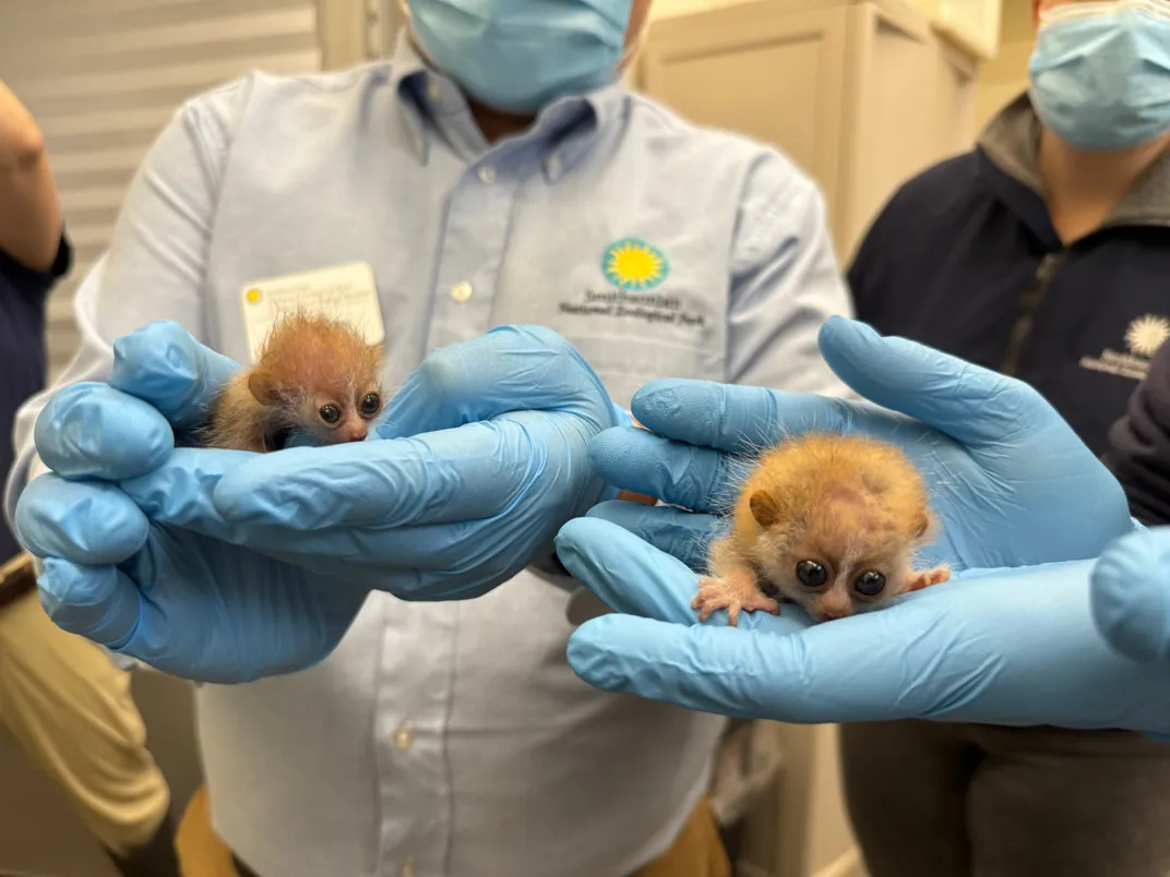 Two very small animals with large eyes in gloved hands