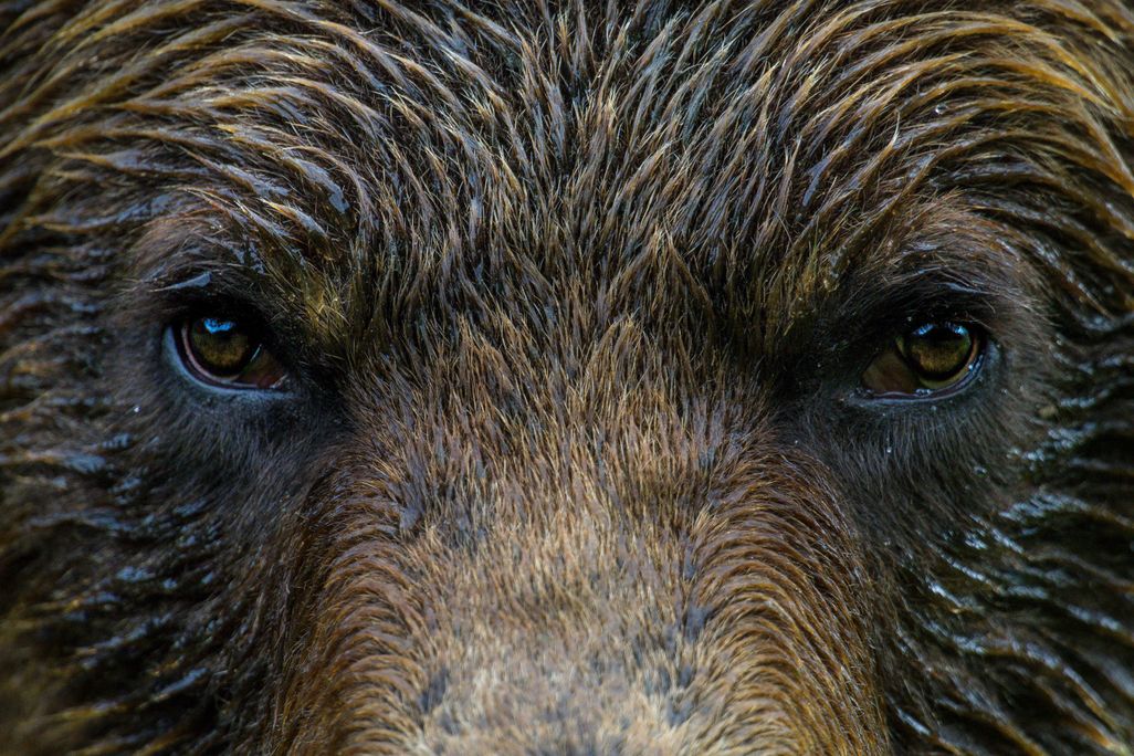 Grizzlies