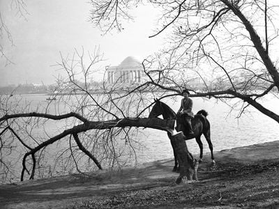 On December 10, 1941, Joy Cummings poses with one of the four cherry trees vandalized at Washington, DC's Tidal Basic.