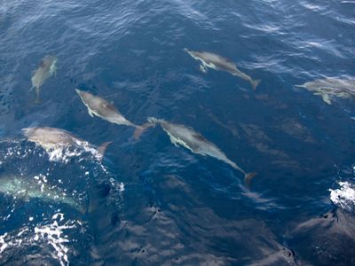 A pod of dolphins swim along a boat in the Channel Islands National Park, California
