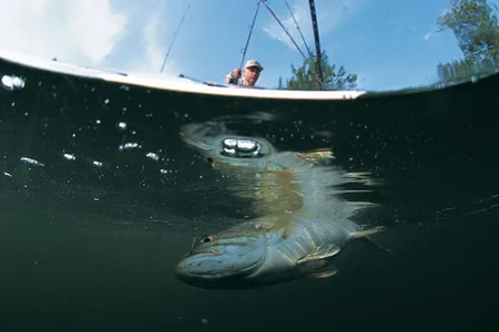Over the past 20 years, a significant decline in the smallmouth bass population of a much cleaner Lake Ontario has coincided with an explosion in cormorant numbers.
