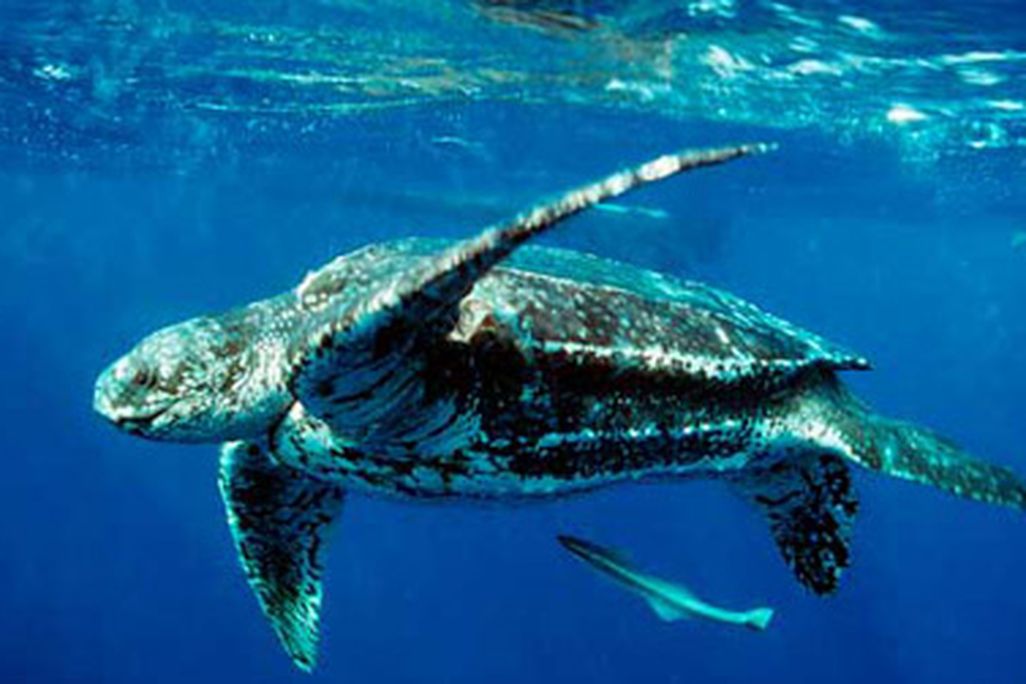A leatherback turtle is just one of many predators in the ocean
