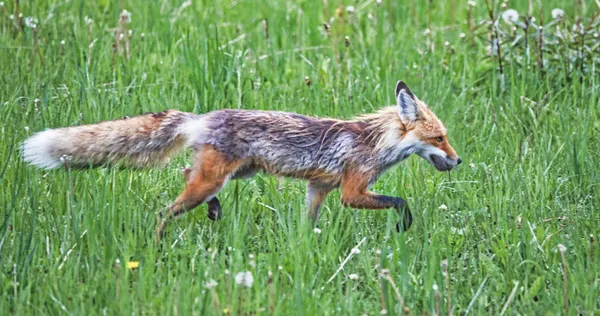 Silver Phase Fox Carrying A Mole thumbnail