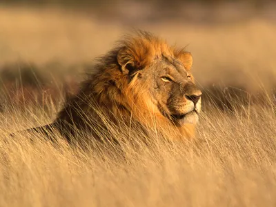 African Safari: A Wildlife Adventure