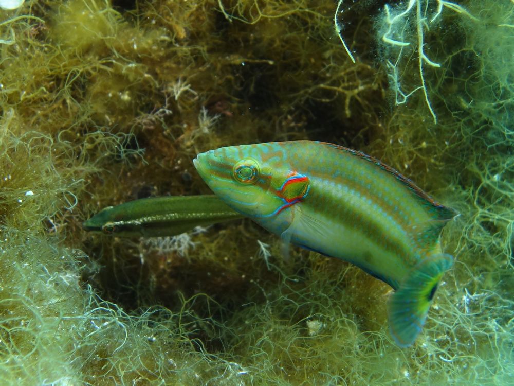 Wrasse 2.jpg