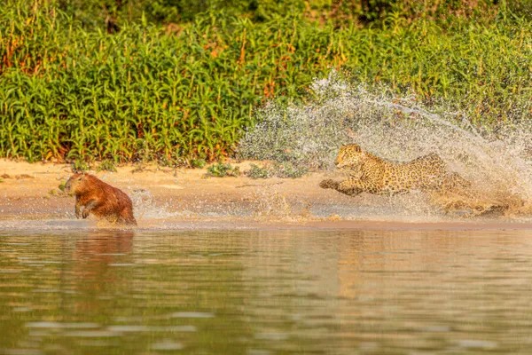 Capybara chase by jaguar in the Pantanal thumbnail