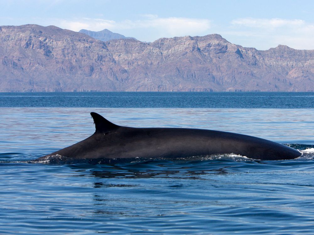 Fin Whale