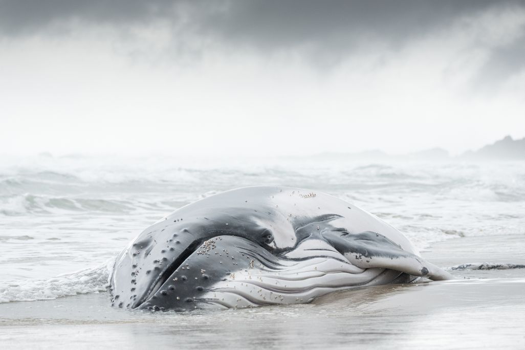 beached whale