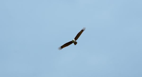 Spread Your Wings thumbnail