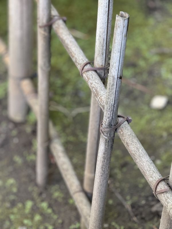 Bamboo Fence in the Park thumbnail