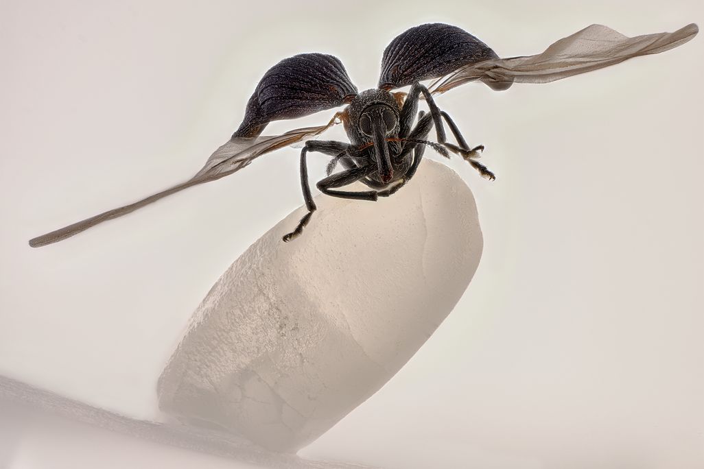 insect on a grain of rice