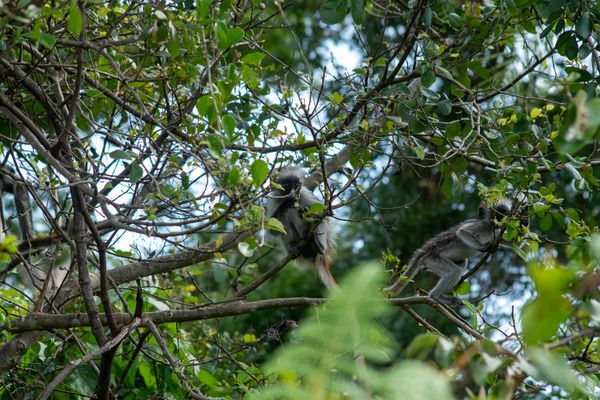 Two Zanzibar red colobus monkeys interacting in their backyard thumbnail