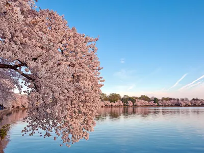 Composite shot of Tidal Basin-area cherry blossoms in 2014.