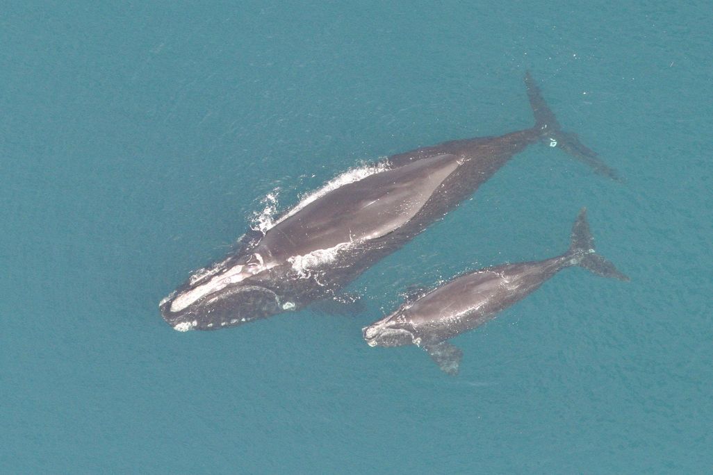 An aerial photo of a North Atlantic right whale mother and her calf swim in the green-blue sea. Their slick gray bodies are visible at the surface of the water as white foam from the ocean pools above them. 