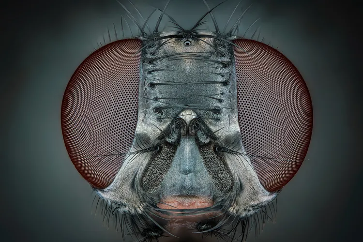Fly Portrait