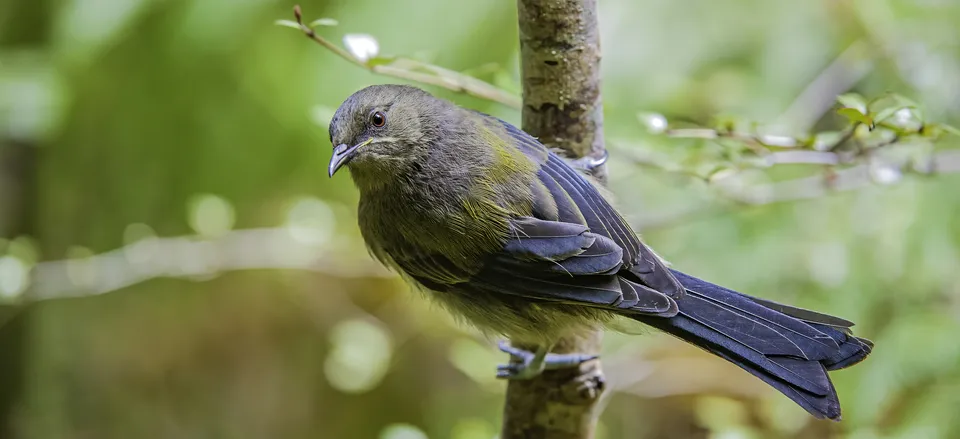  The New Zealand Bellbird, with its distinctive call 