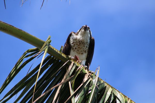 Captiva Island, Florida Osprey stopping in for lunch thumbnail