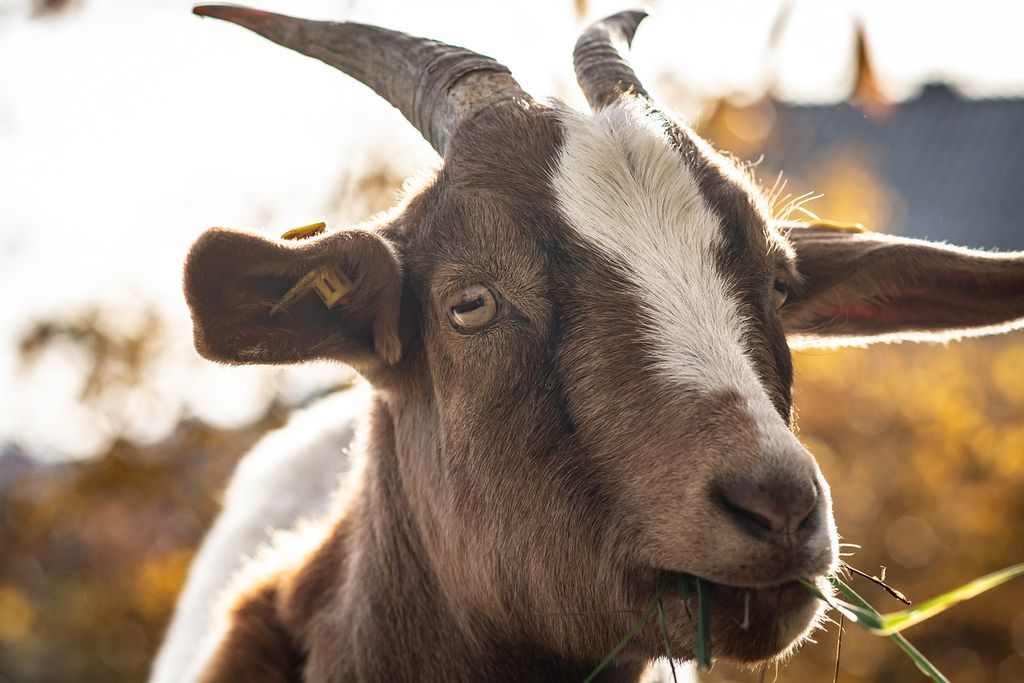 Goat eating a piece of grass