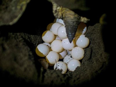 Sea turtle eggs, rumored to have aphrodisiac properties, are frequently poached from Costa Rican beaches