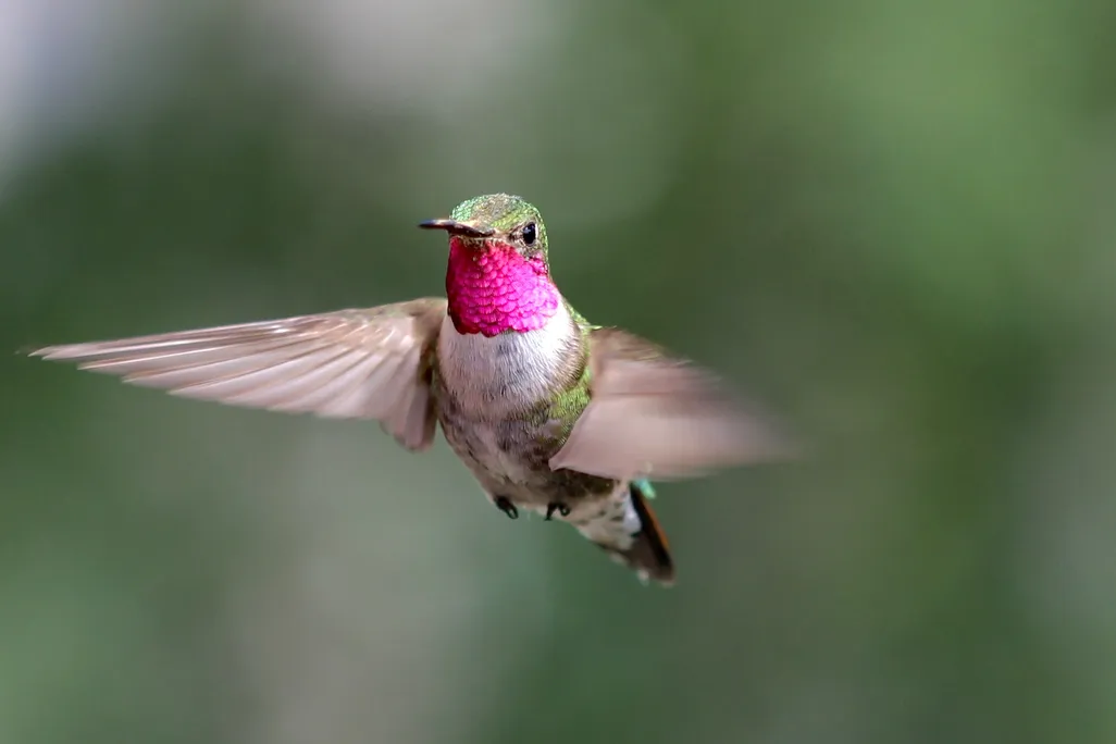 male broad-tailed hummingbird