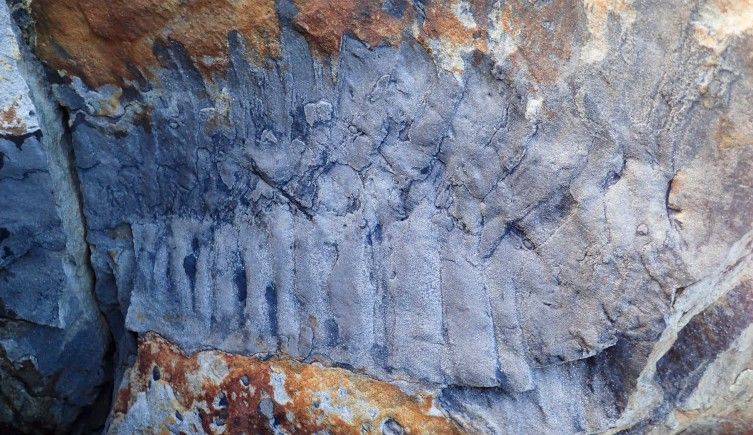 A photo of the rock containing the fossil. The rock is gray and brown, and it contains scale-like imprints of the millipede's exoskeleton.