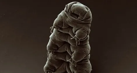 How Does the Tiny Waterbear Survive in Outer Space? | Science| Smithsonian  Magazine
