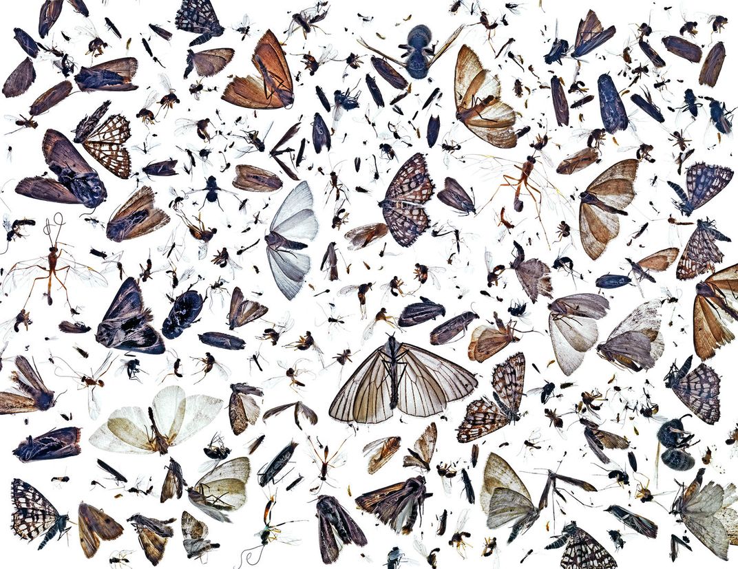 An image of insects placed against a white background