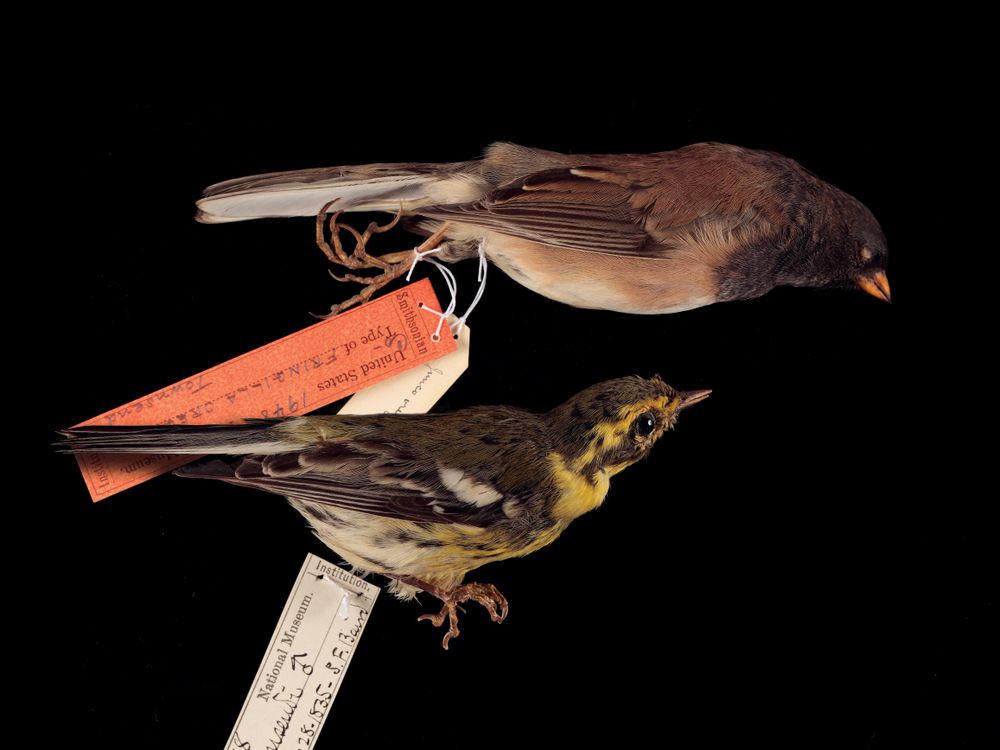 Oregon dark-eyed junco & Townsend's warbler