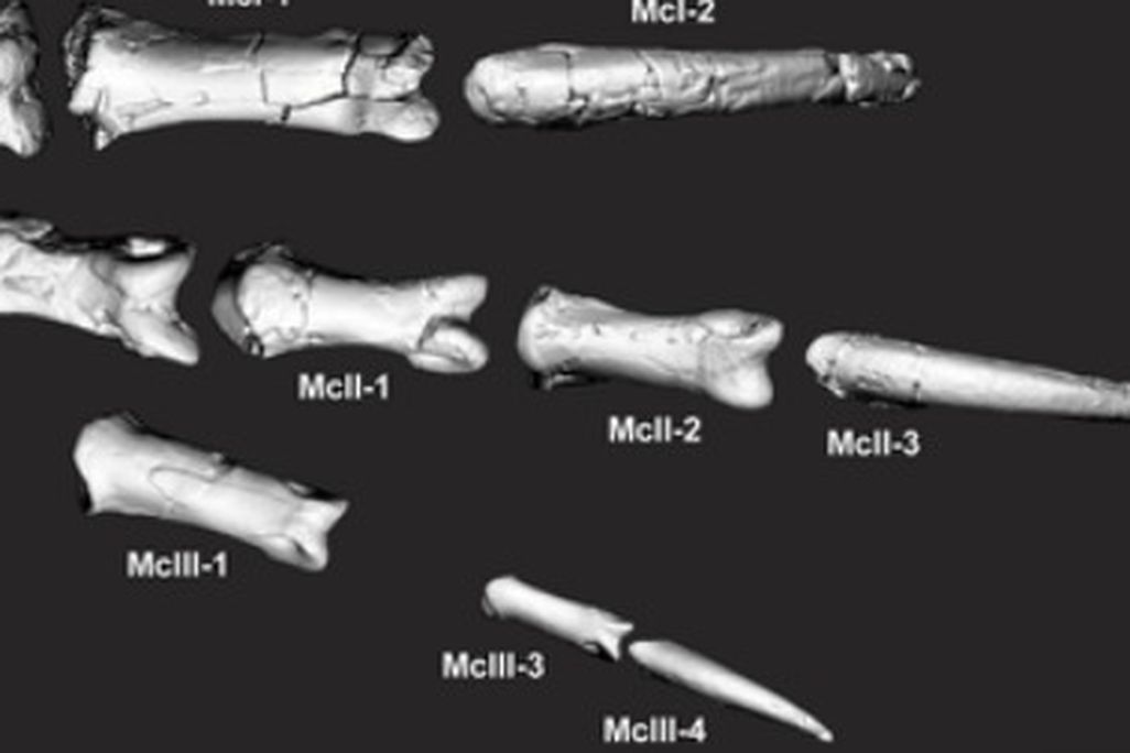 Banjo’s reconstructed hand, with the thumb claw on top
