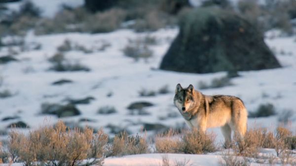 Preview thumbnail for Casey Anderson's Wild Tracks: Wolves on the Hunt