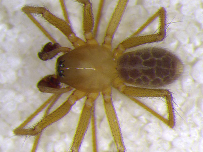 Huge New Spider Species Discovered in Mexican Cave, Smart News