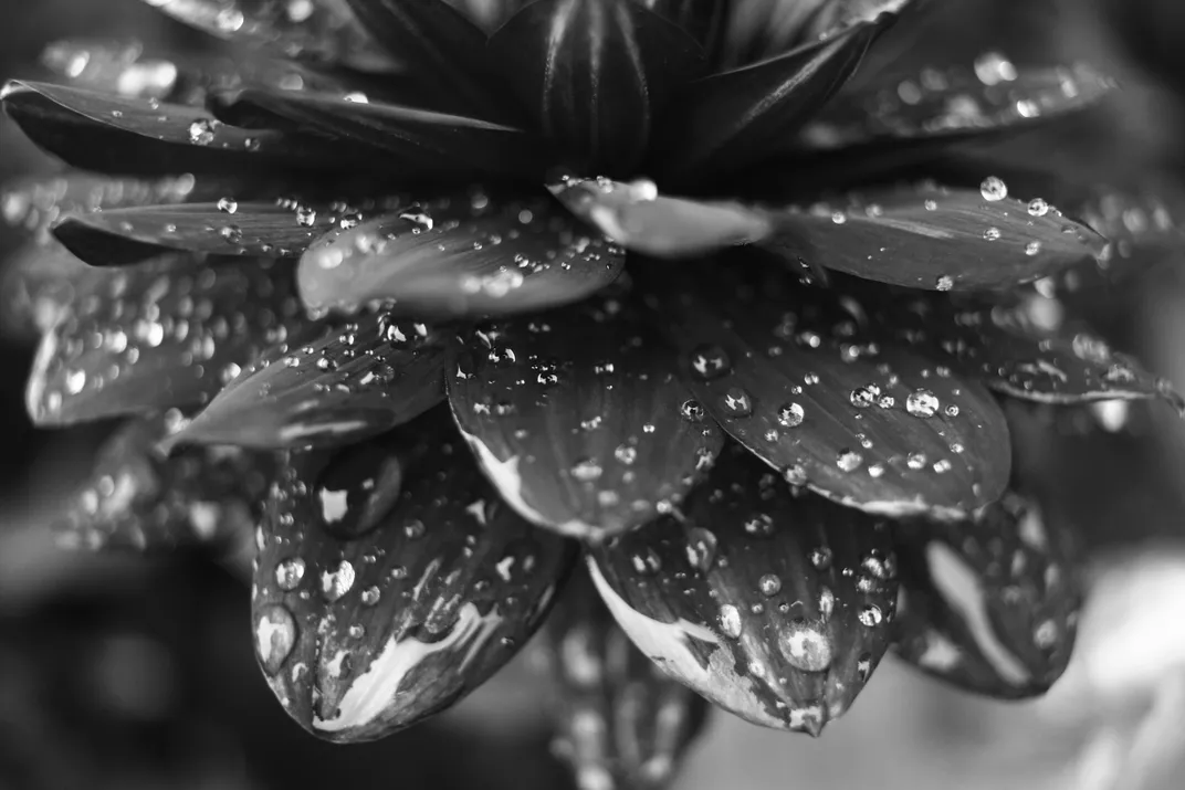 14 - Fresh rain droplets dot the surface of small leaves.