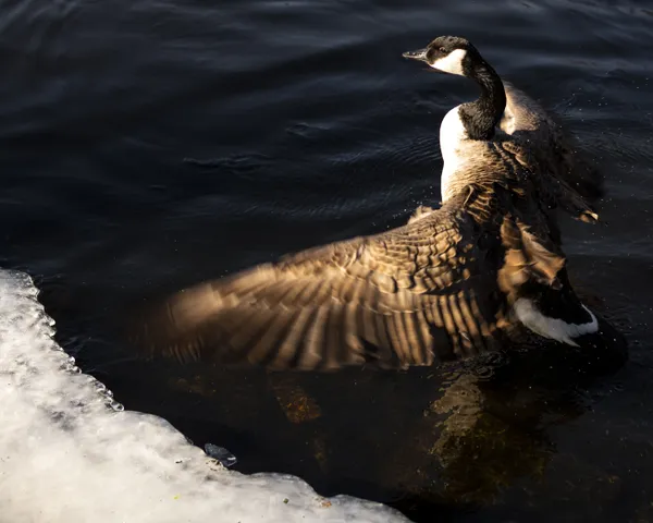 Wing Cleaning thumbnail