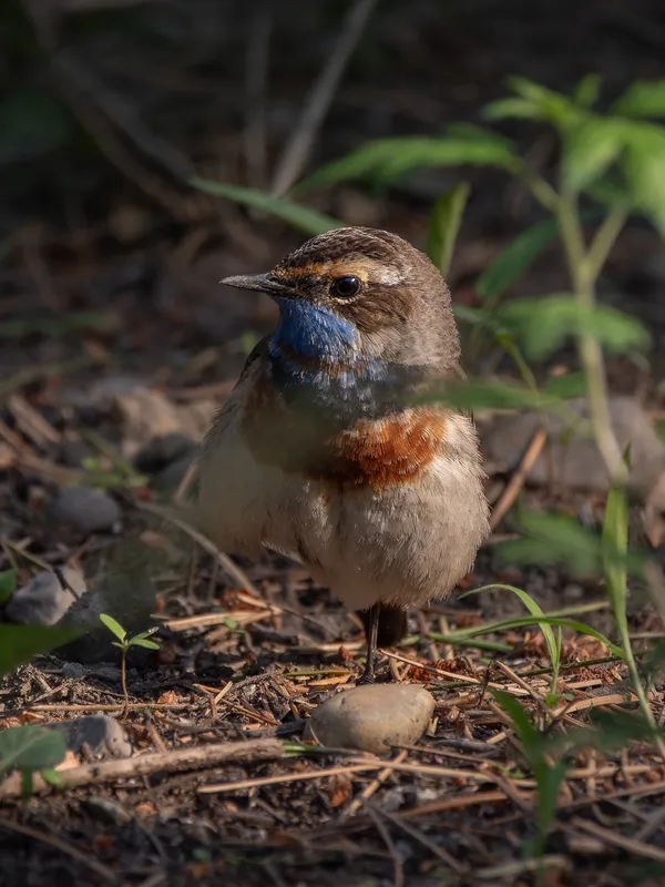 Bluethroat standing on one leg thumbnail