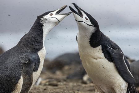 Chinstrap penguins are dietary specialists that mainly eat Antarctic krill.