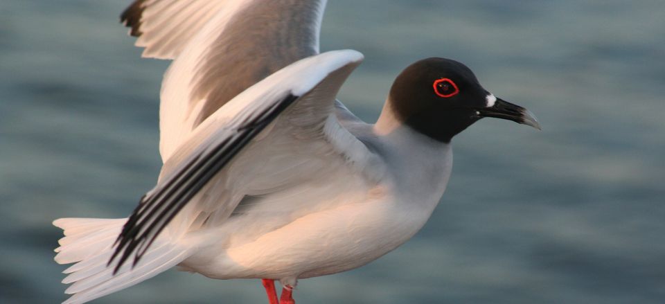  Swallow-tailed Gull 